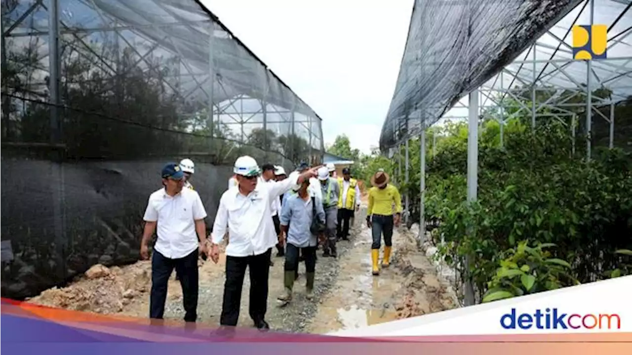 Wujud Nyata 52 Ribu Bibit Pohon Hayat buat Bikin Adem Tol di IKN