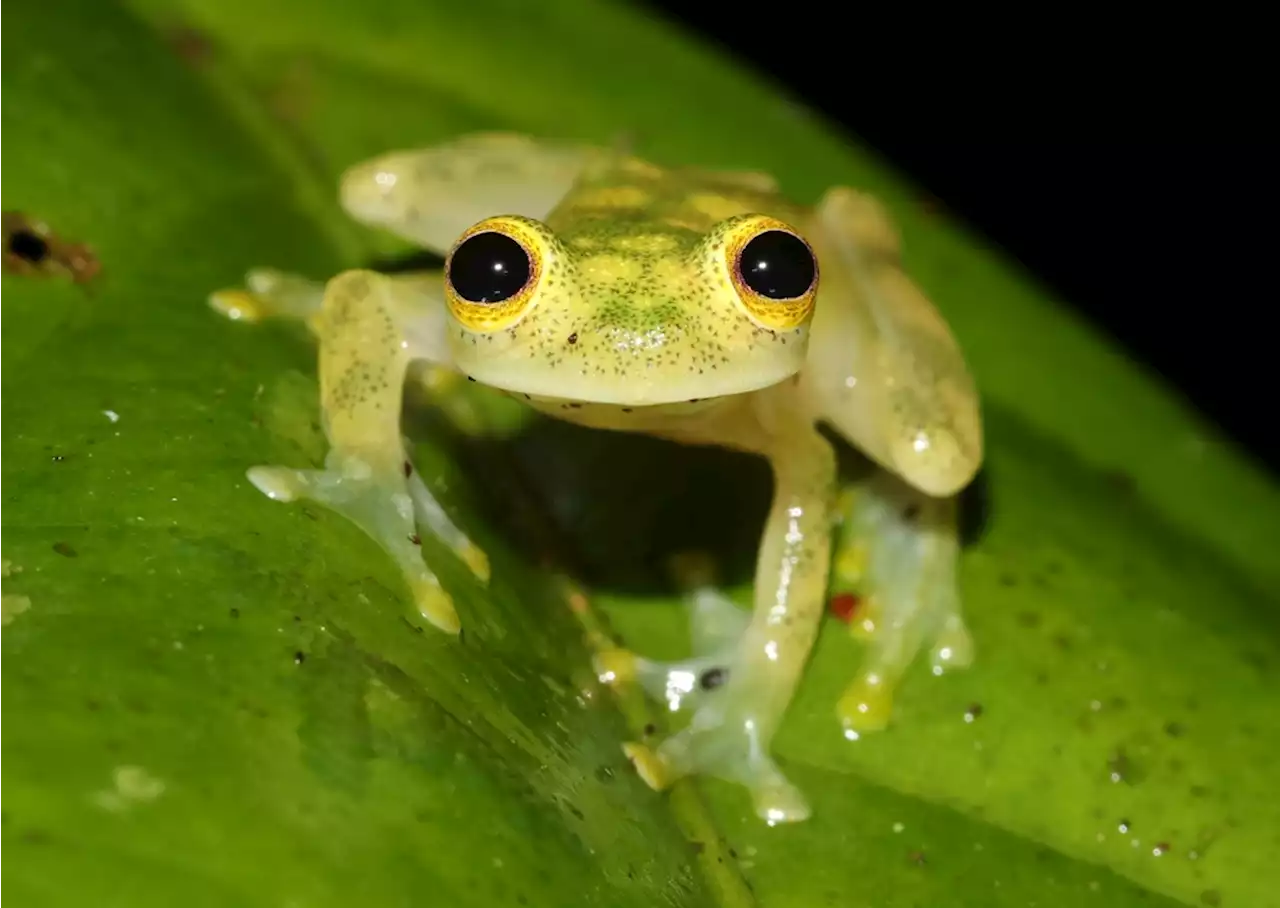 Meet 10 of the World’s Most Adorable Frogs