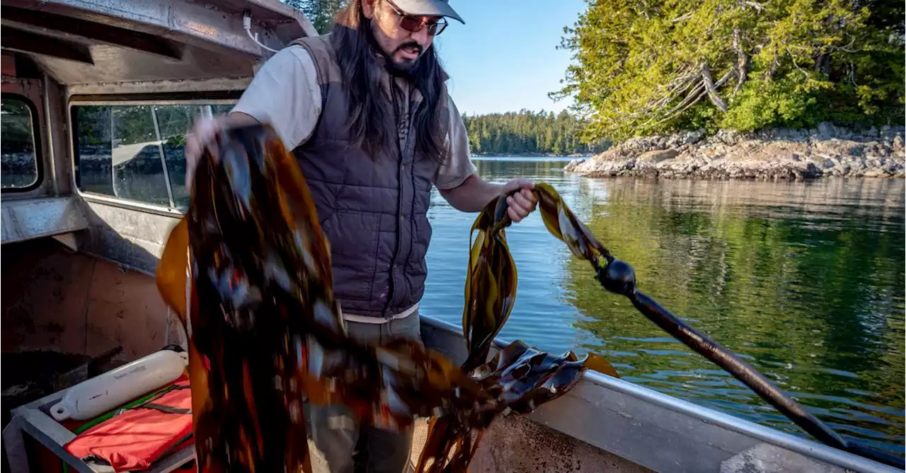 With Kelp, a First Nations Fisher Builds Community on the Clayoquot Sound