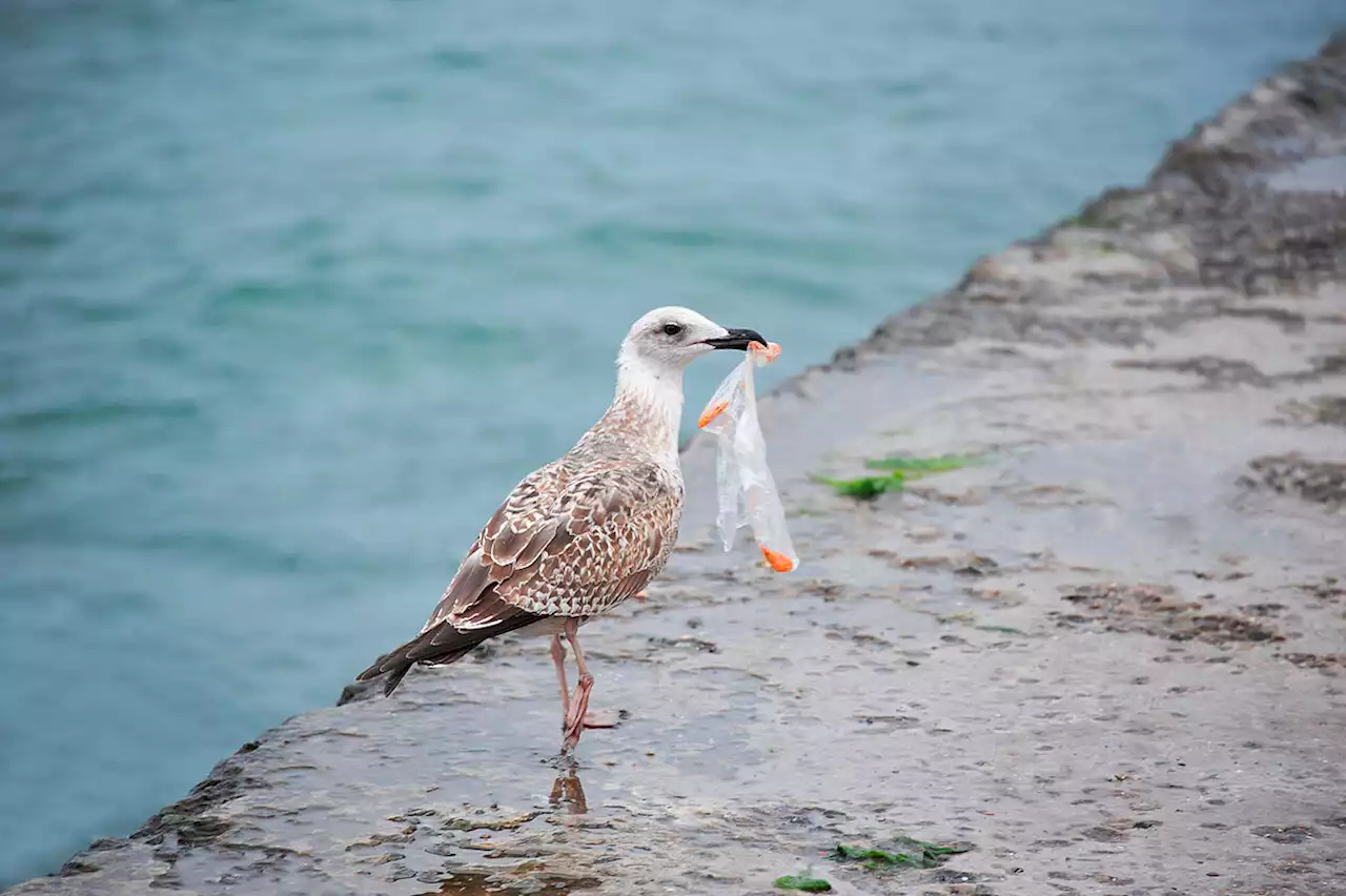 El plástico no es el problema: puede desaparecer del mar en 20 años