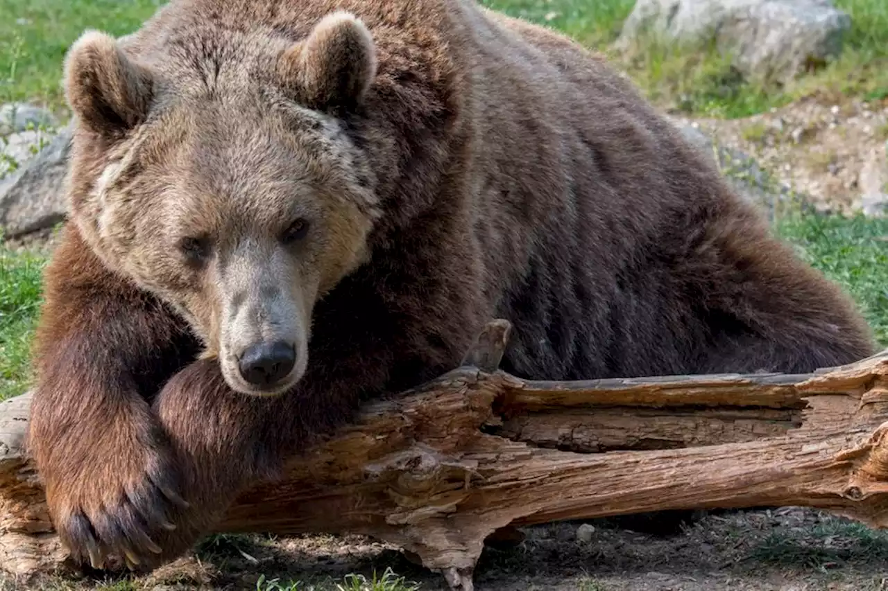 Pyrénées : le Conseil d’Etat refuse de suspendre les tirs d’effarouchement de l’ours