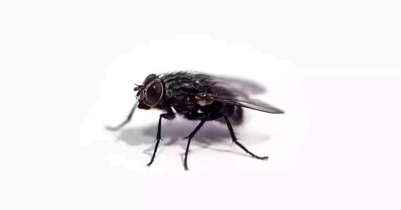 Los mejores trucos naturales contra los insectos