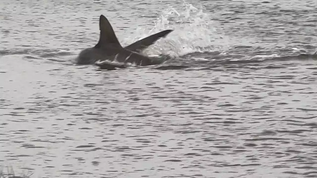 Giant hammerhead shark seen swimming in knee-deep waters near Galveston