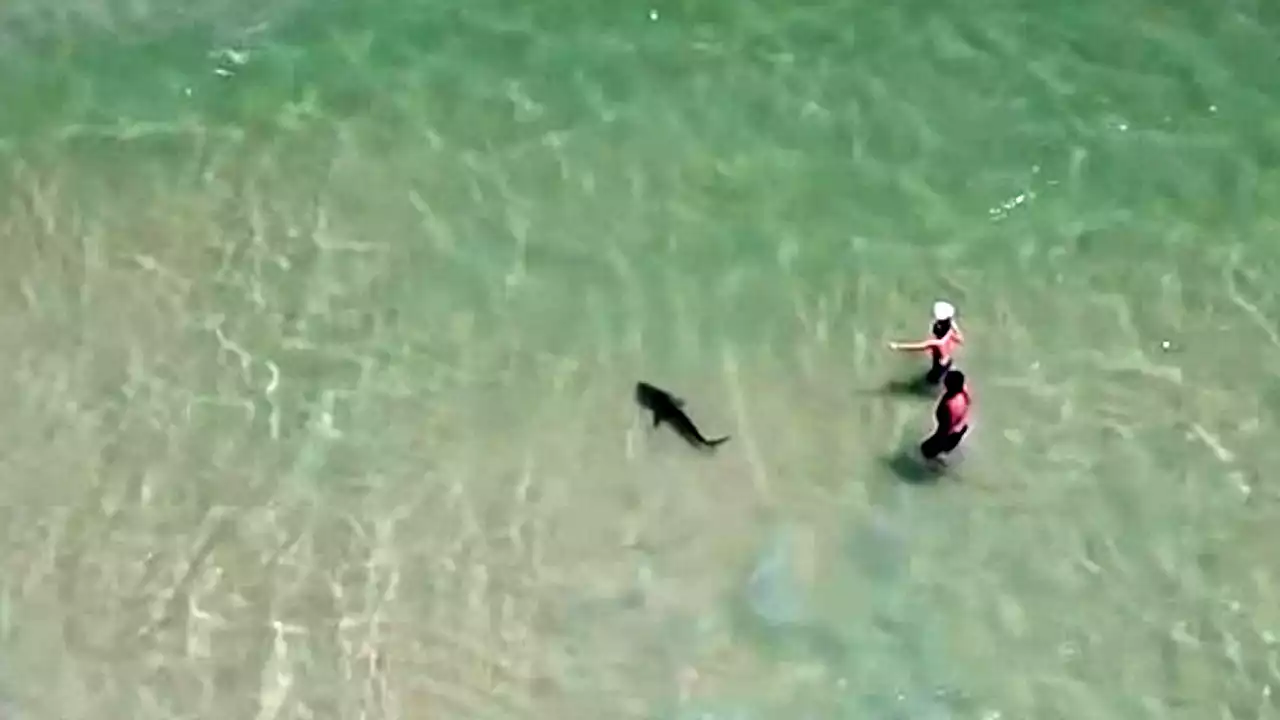 Video shows shark circling man and child at Alabama beach