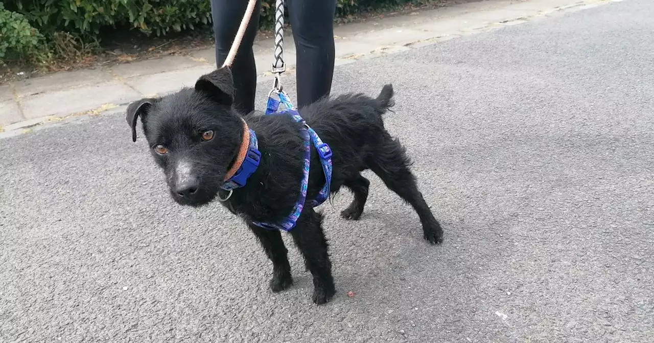 Abandoned dog tied to tree and dumped in Dumbarton park