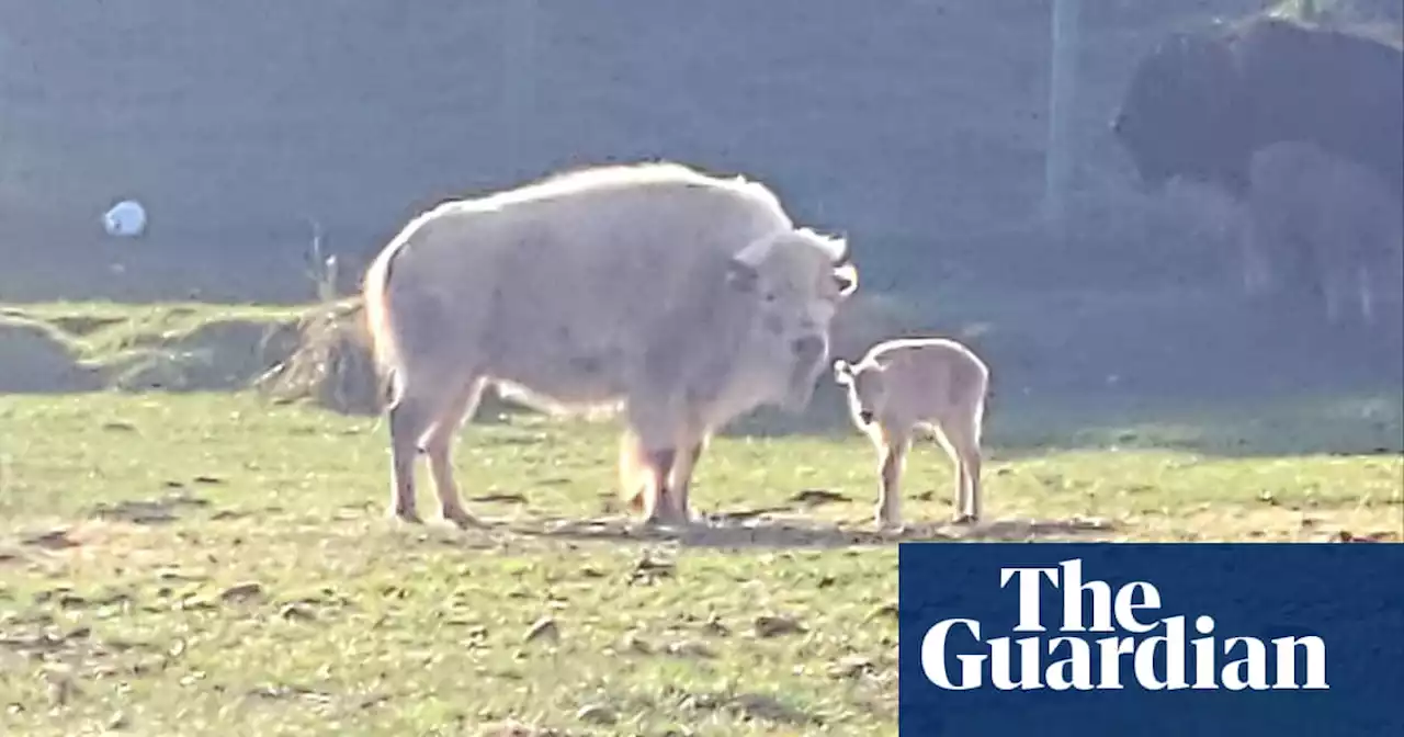 ‘Ball of fluff’: rare white bison born in Wyoming is first in park’s 32-year history