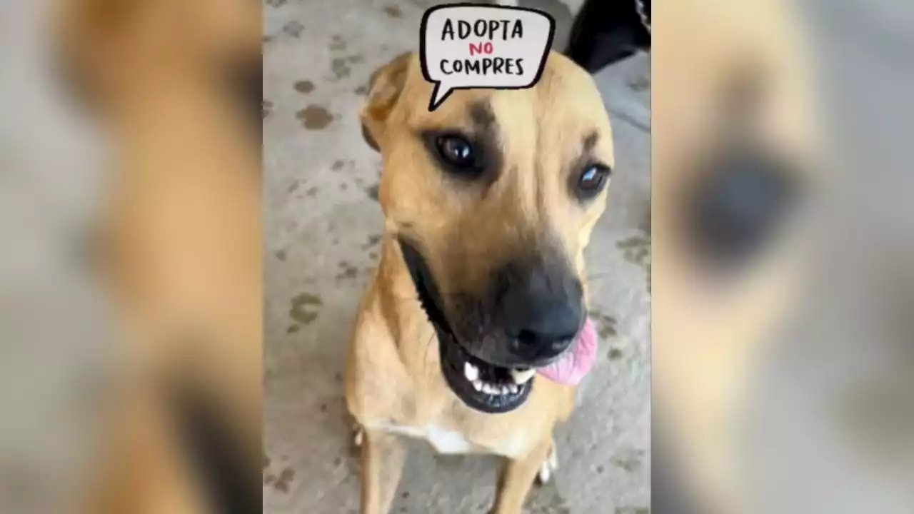 VIDEO | La abandonaron en los huesos, ahora la perrita Carlota busca un hogar donde vivir