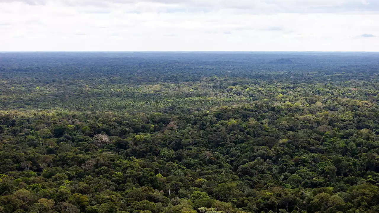 Surgen nuevas teorías sobre el paradero de los cuatro niños perdidos en la selva colombiana