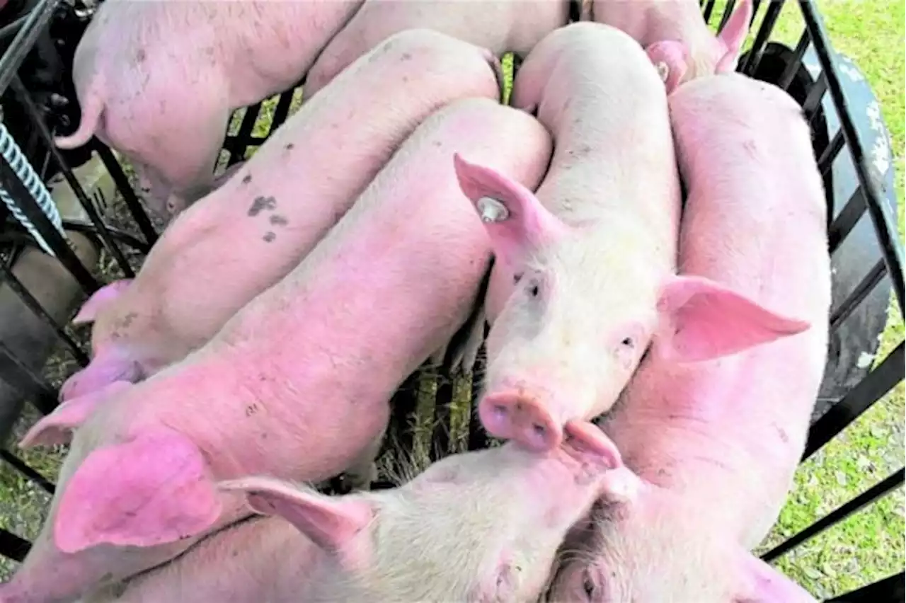 African swine fever in Bacolod upsetting Negros Occidental pig exports