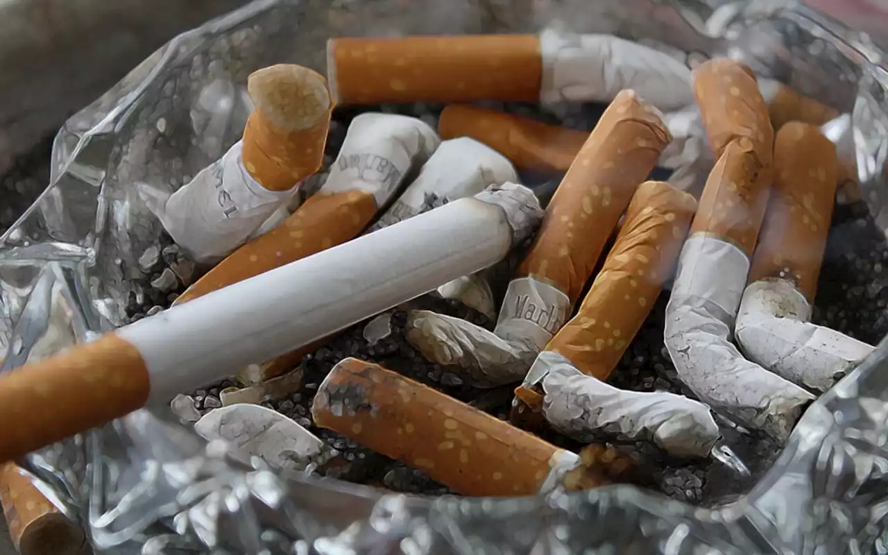 Dia Mundial sem Tabaco: campanha da OMS alerta sobre malefícios ao meio ambiente | Mundo e Ciência | O Dia