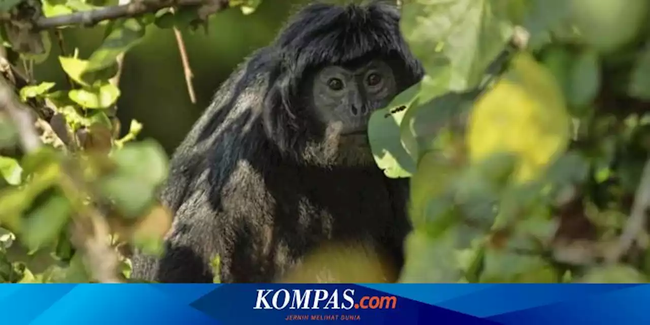 Penjualan Lutung Jawa di Situbondo Masih Marak, Dilakukan Secara Online