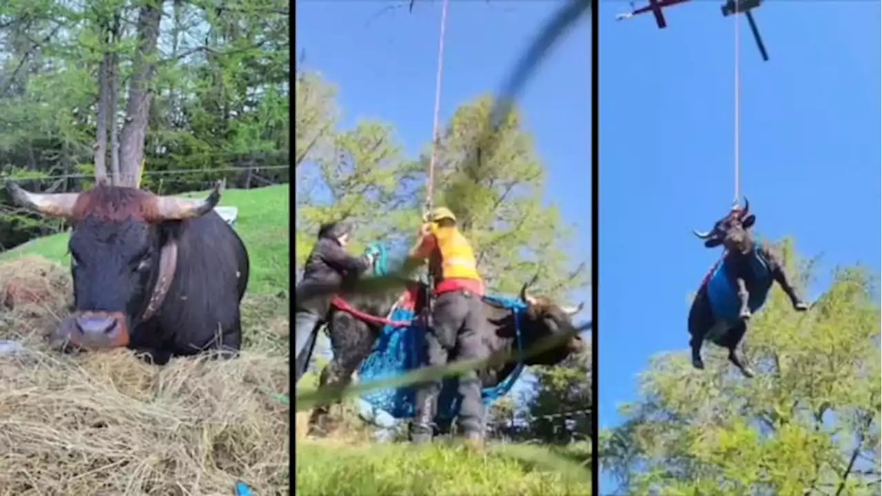 Fly me to the moo: Video shows injured cow named Goddess being airlifted to safety