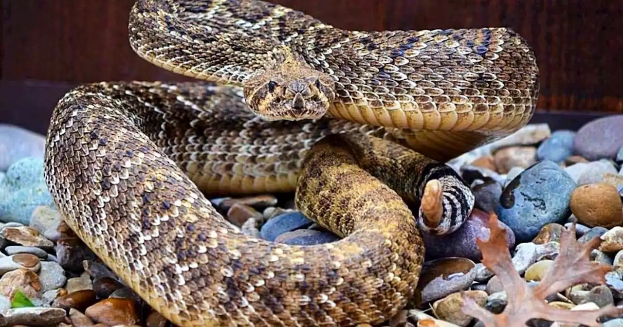 What you should know about rattlesnakes in Central Texas