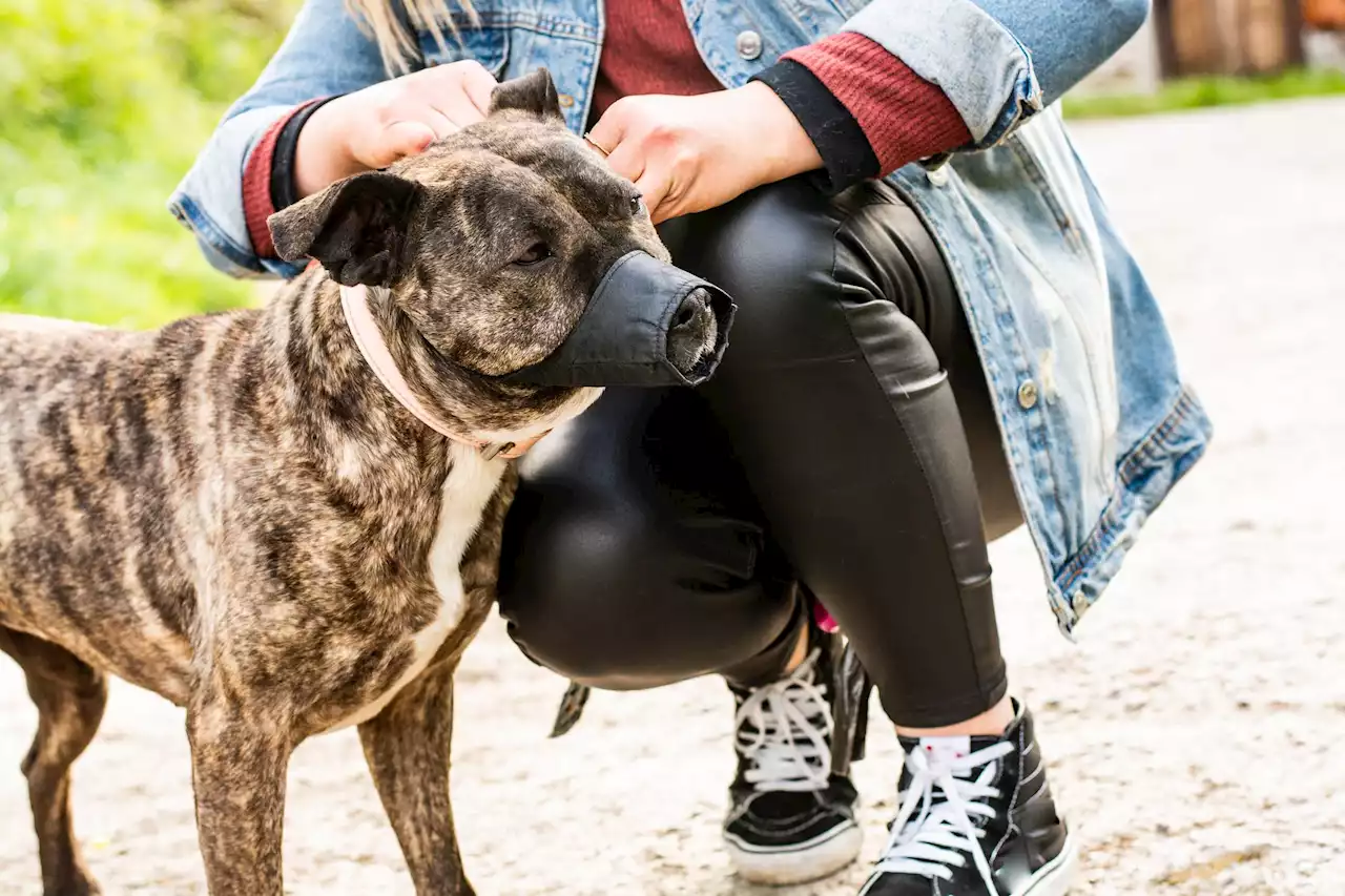 'Él no te lo va a pedir': la advertencia de la Guardia Civil a quienes tengan perro en casa