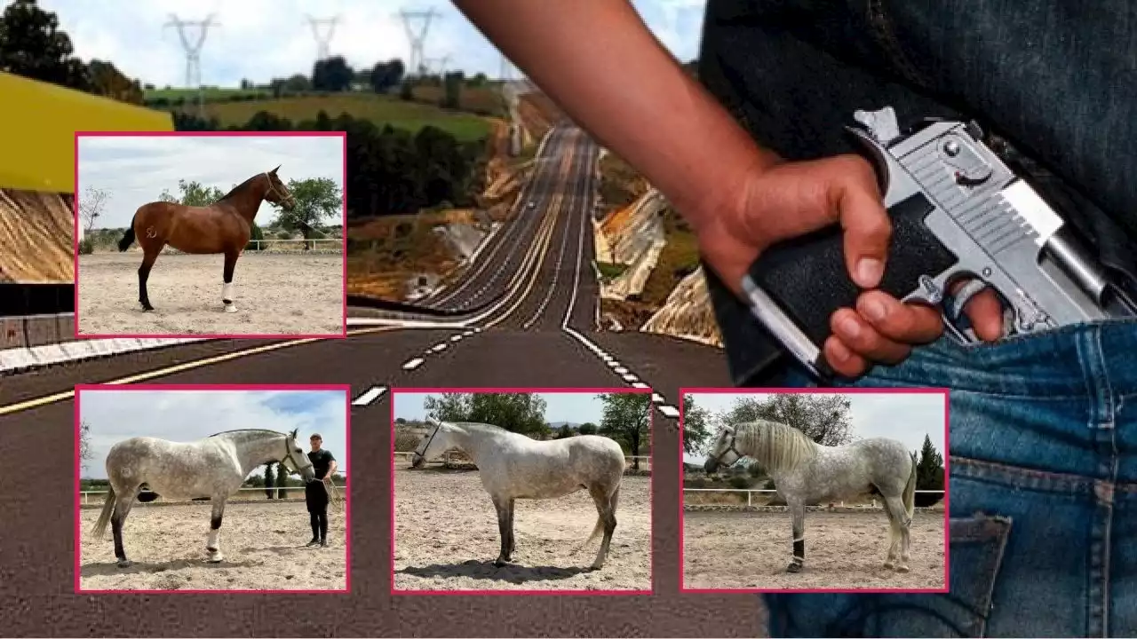 Nueva modalidad de robo en carreteras: secuestran caballos finos