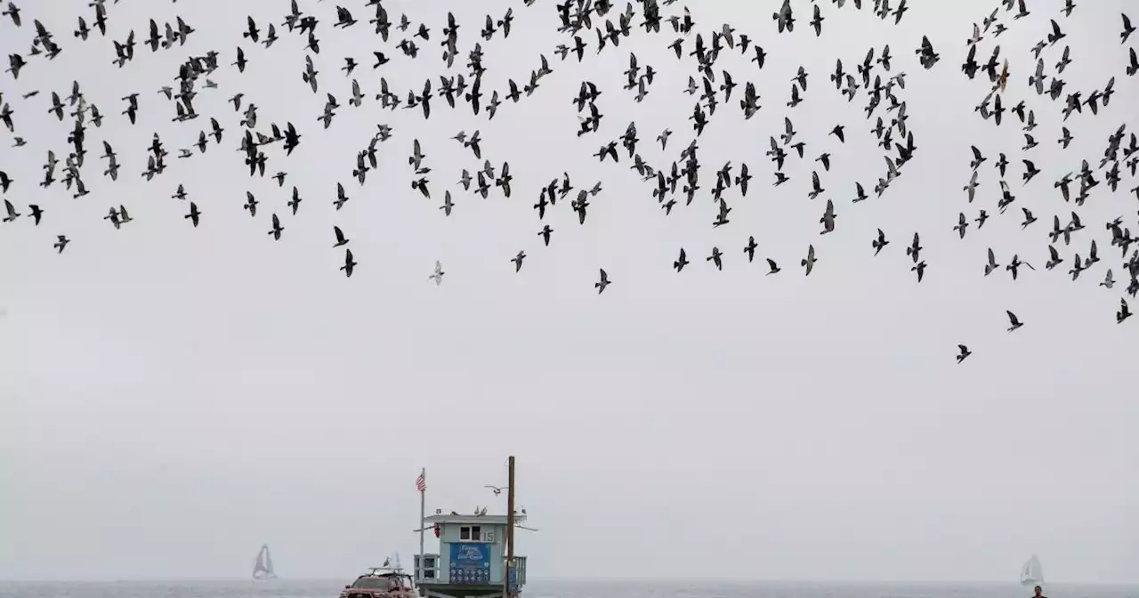 What causes the May gray that stubbornly blocks the sun for days in Southern California?