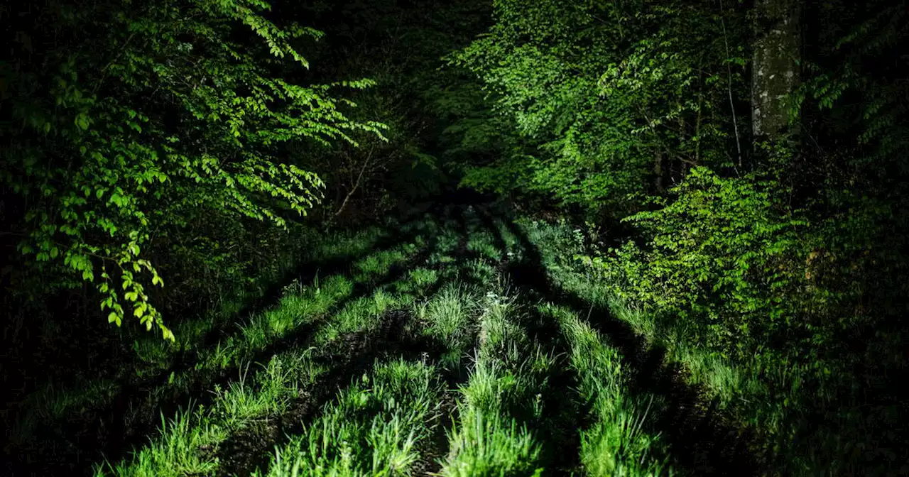 La forêt française, un puits de carbone bientôt à sec ?