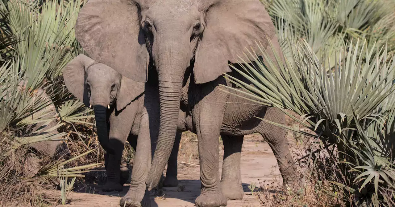 Le parc Gorongosa au Mozambique, «un outil éducatif autant qu’un projet de développement économique»