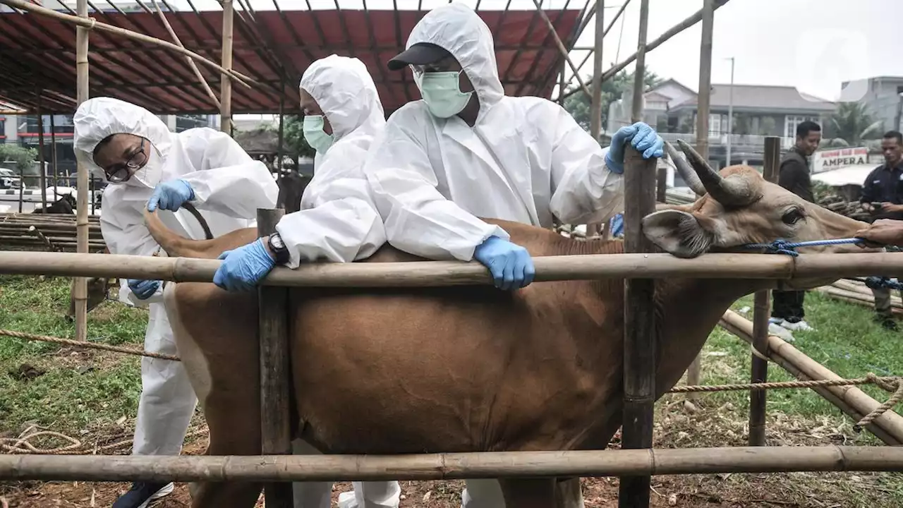 Persiapan Hari Raya Idul Adha, Hewan Kurban yang Masuk Bekasi Diwajibkan Vaksinasi