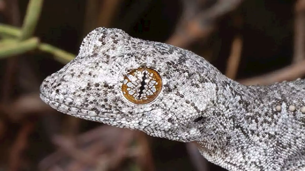 This psychedelic-eyed gecko isn't what we thought it was