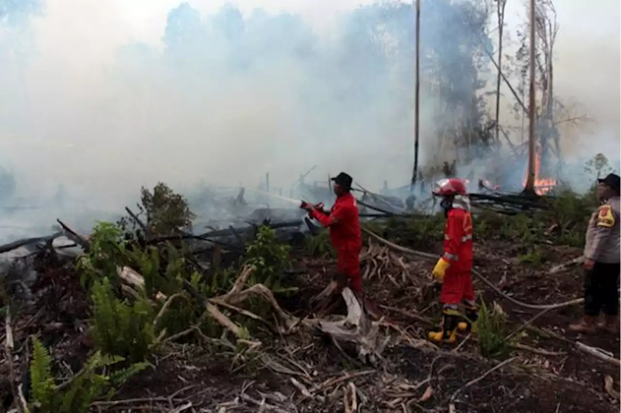 Belum Berhasil Dipadamkan, Karhutla Lahap 120 Hektar Lahan di Pesisir Selatan