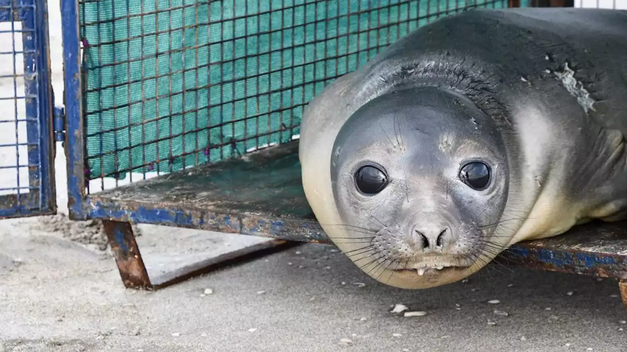 Devolvieron al mar al lobo herido por un zuncho plástico