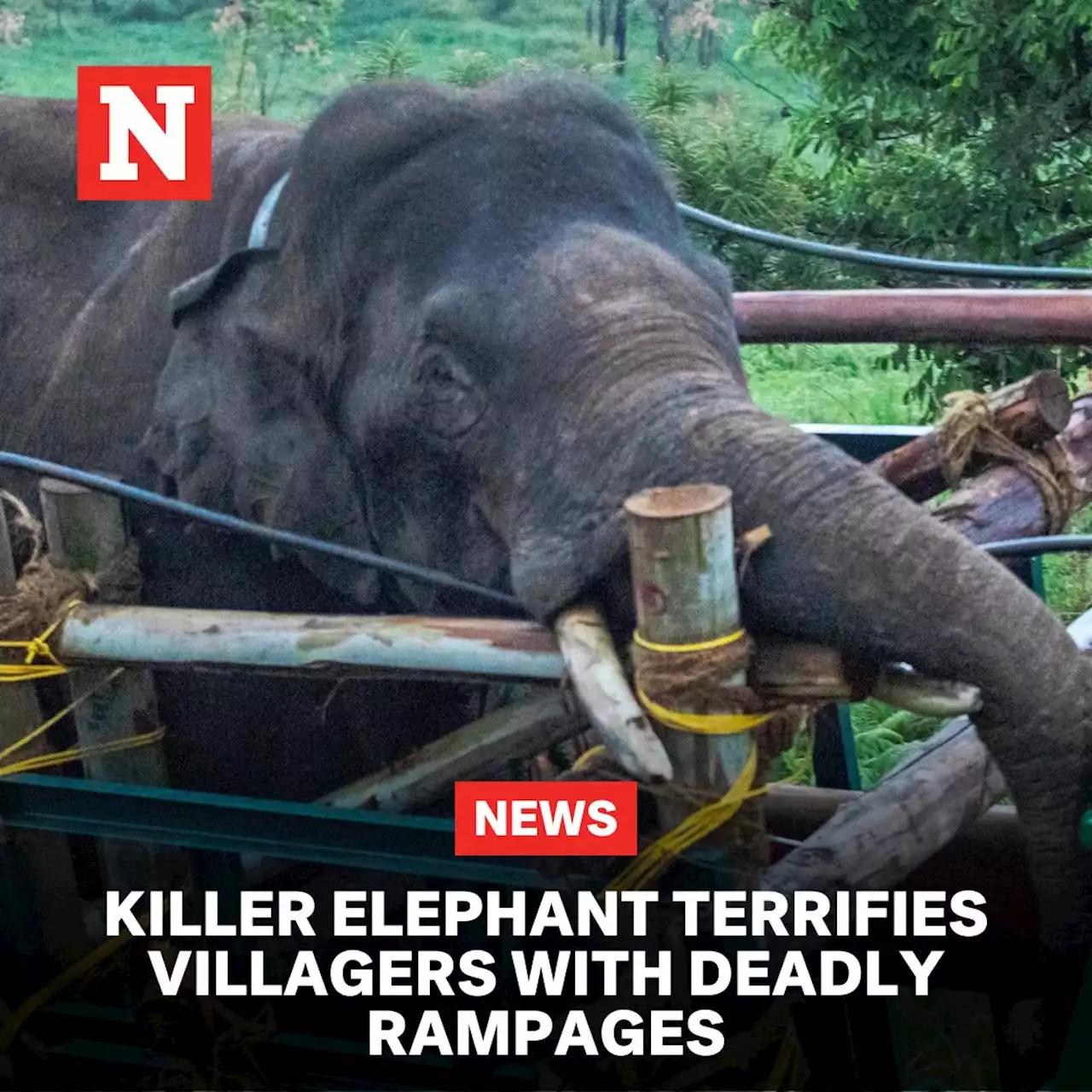 Killer elephant terrifies villagers with deadly rampages