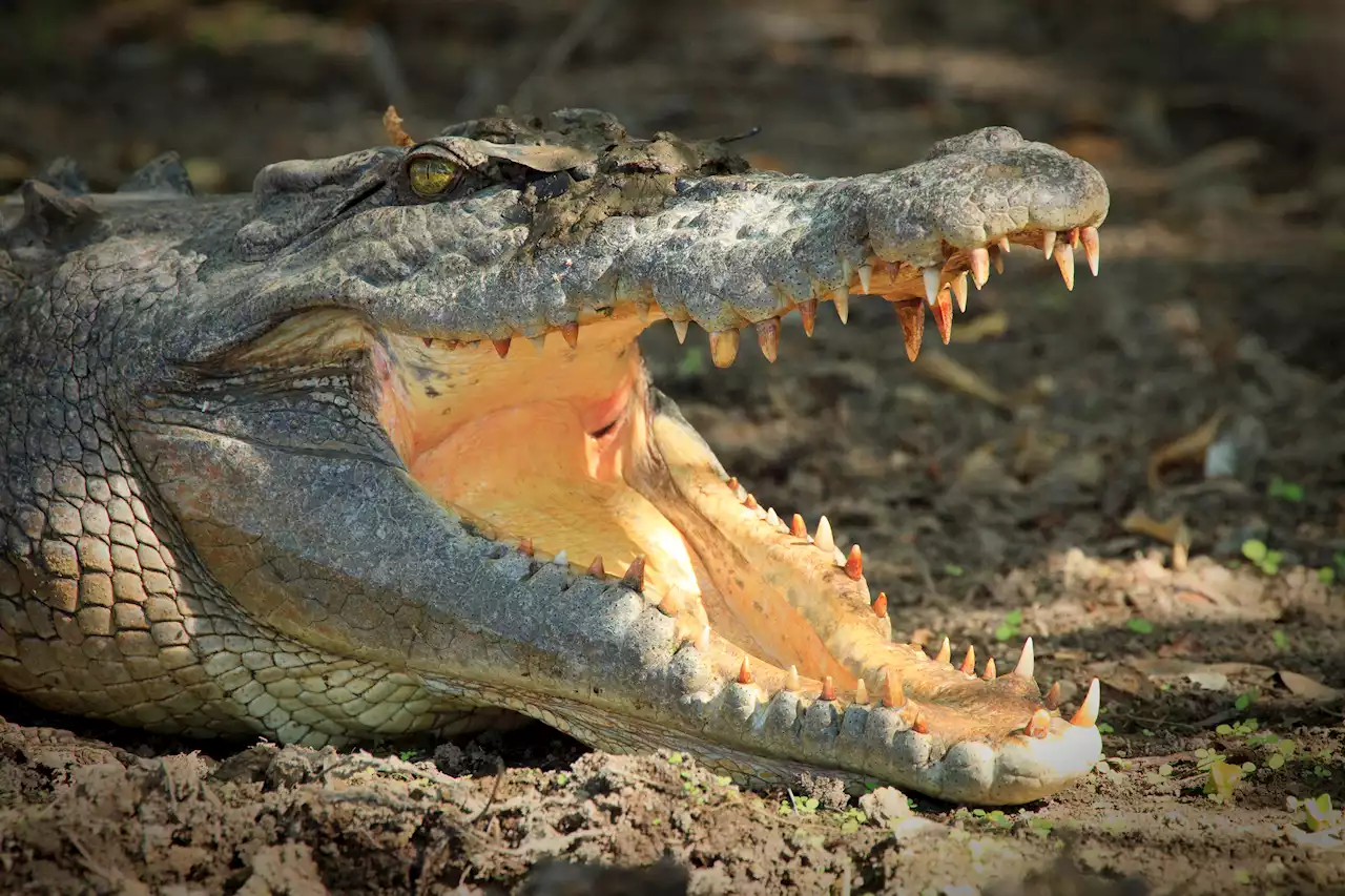 Australian man pries crocodile’s jaws from his head while snorkeling