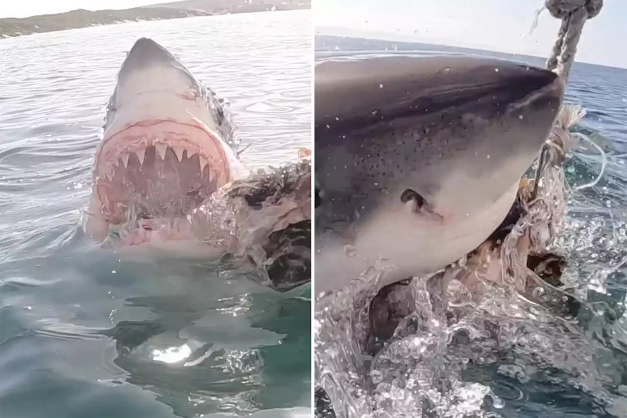 Giant great white shark captured by daring diver with fish-eye view: video