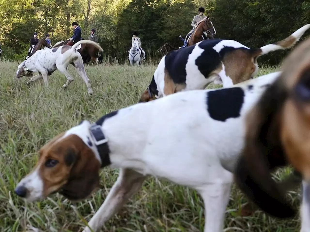 'A SPORT OF CRUELTY': Ex-conservation officers against Ontario hunting dog expansion