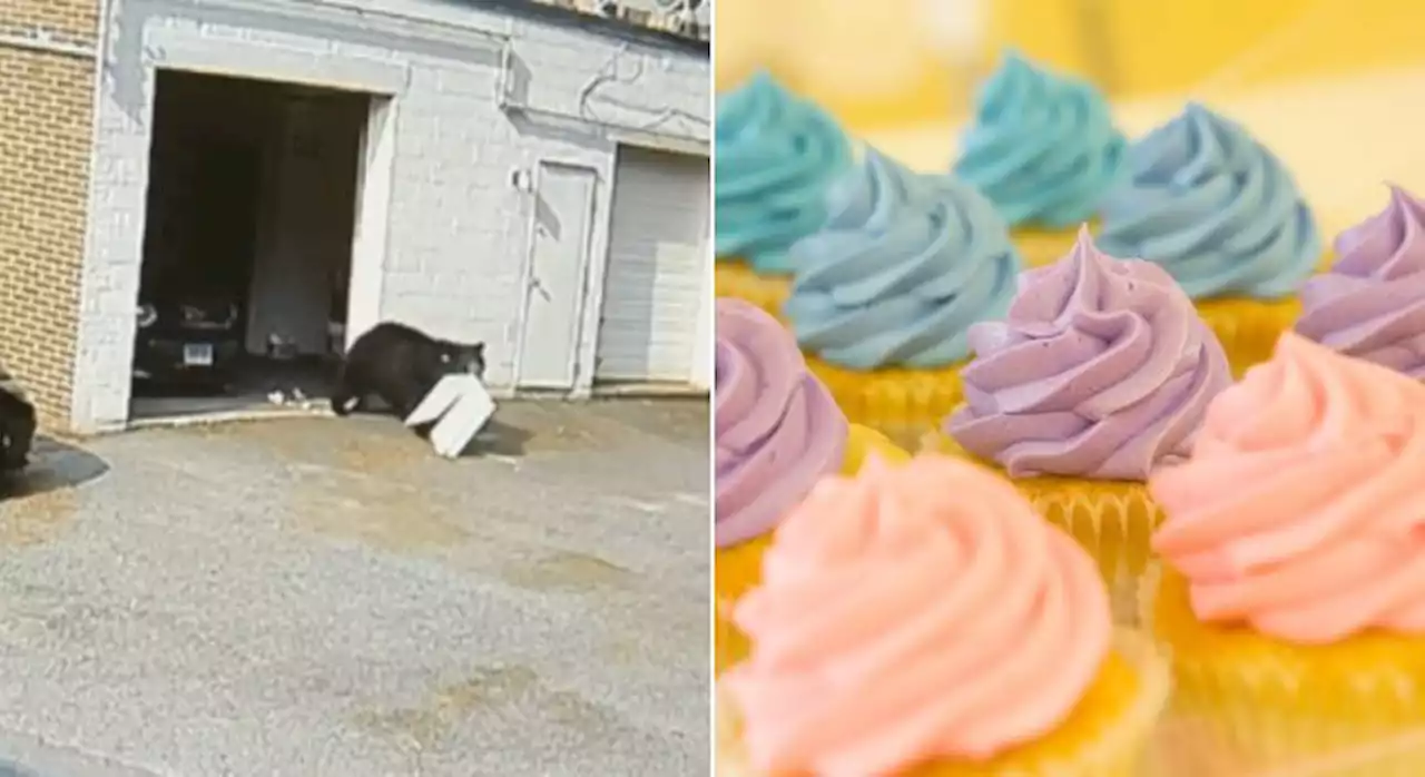 Ladrão peludo: urso negro faminto invade padaria e come 60 cupcakes