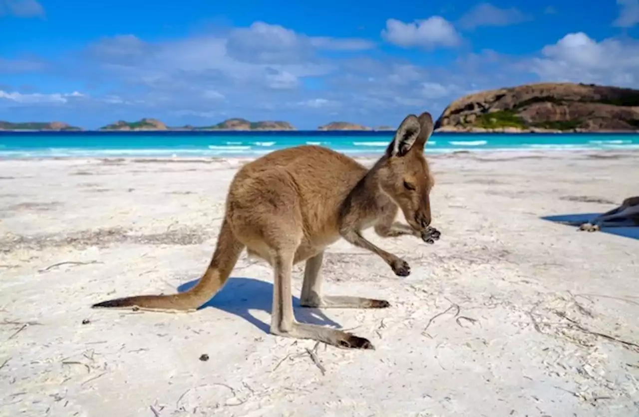 Der schönste Strand der Welt liegt in Westaustralien / 'The World's 50 Best Beaches' hat Lucky Bay zum schönsten Strand der Welt gekürt und zwei weitere westaustralische Strände in die Top 50 gewählt