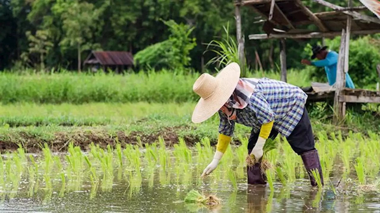 Marcos approves Masagana agri roadmap, targets self-sufficiency by 2028