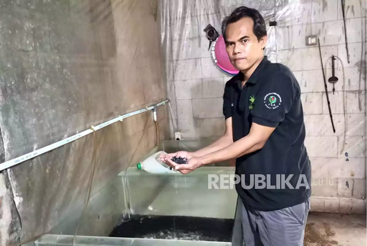 Efek Domino Kebaikan Peternak Ikan Patin |Republika Online