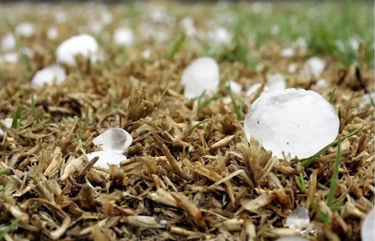 Hagelgewitter zerstört Gemüsekulturen - Schweizer Bauer