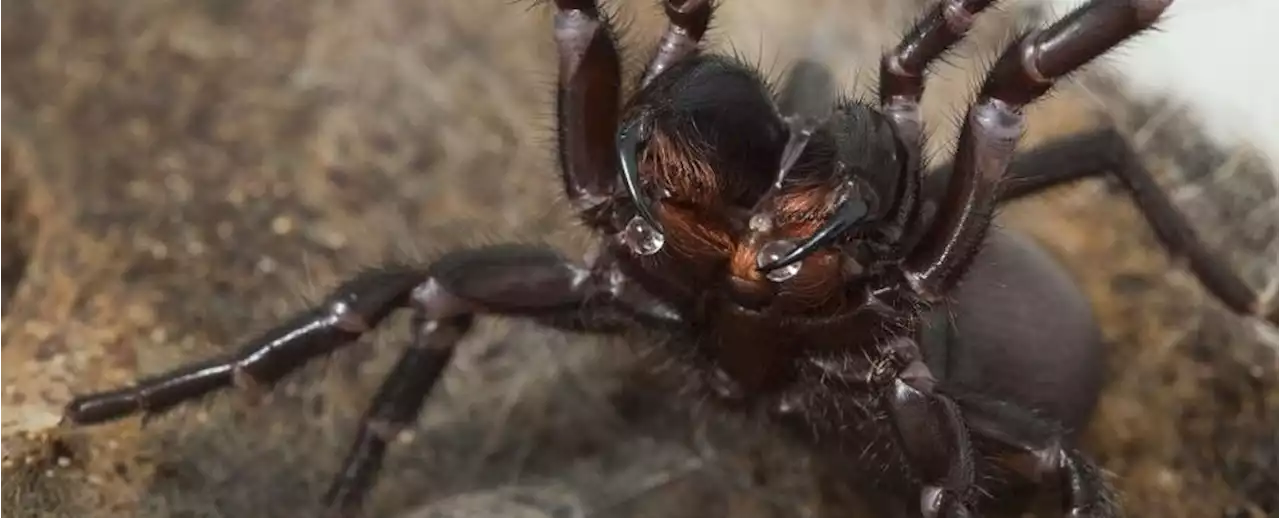 The World's Deadliest Spider Can Tweak Its Venom Depending Its Mood