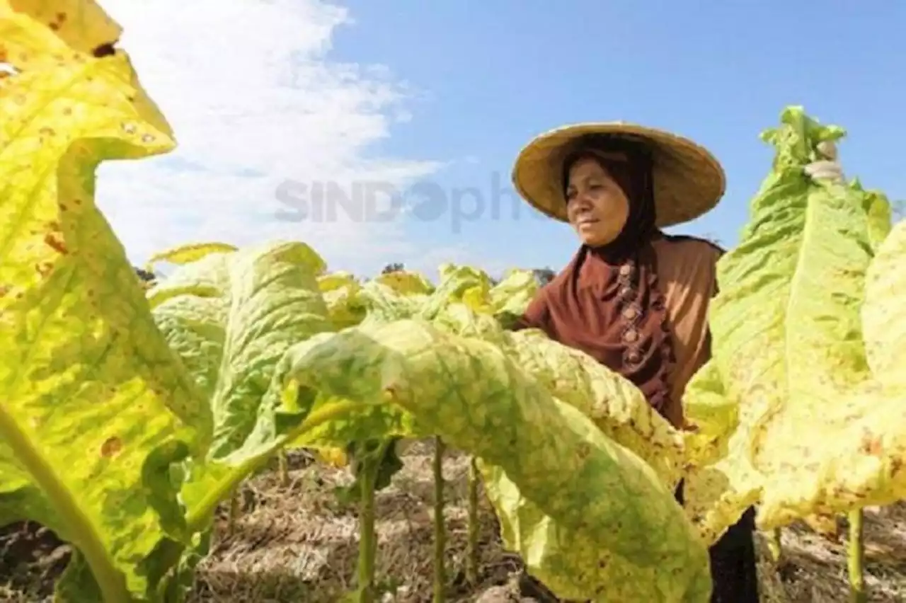 Terancam Kehilangan Mata Pencaharian, Petani Tembakau di Lombok Kritisi RUU Kesehatan