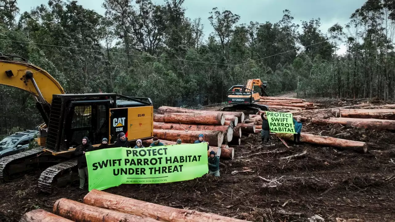 Activists urge Tasmania to follow Victoria's logging ban