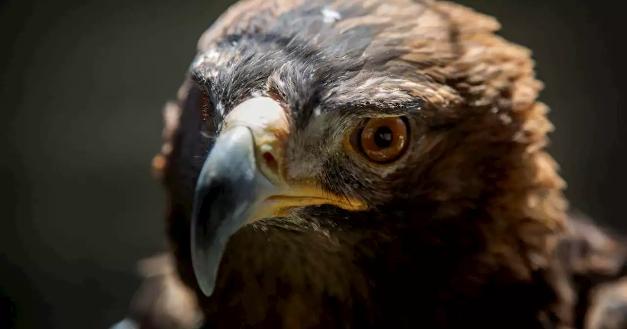 Why is Ogden evicting the only wildlife rehab center in northern Utah?