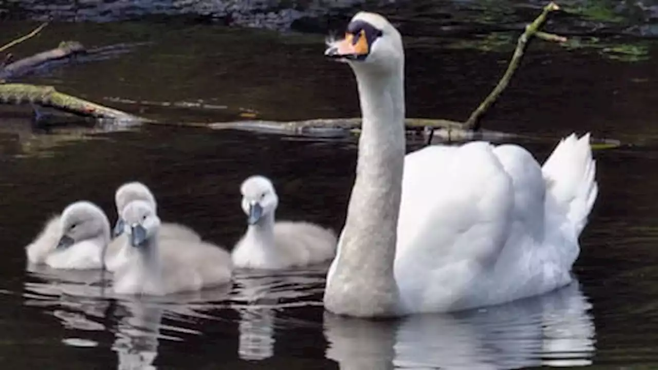 Teens Arrested for Eating Town’s Swan