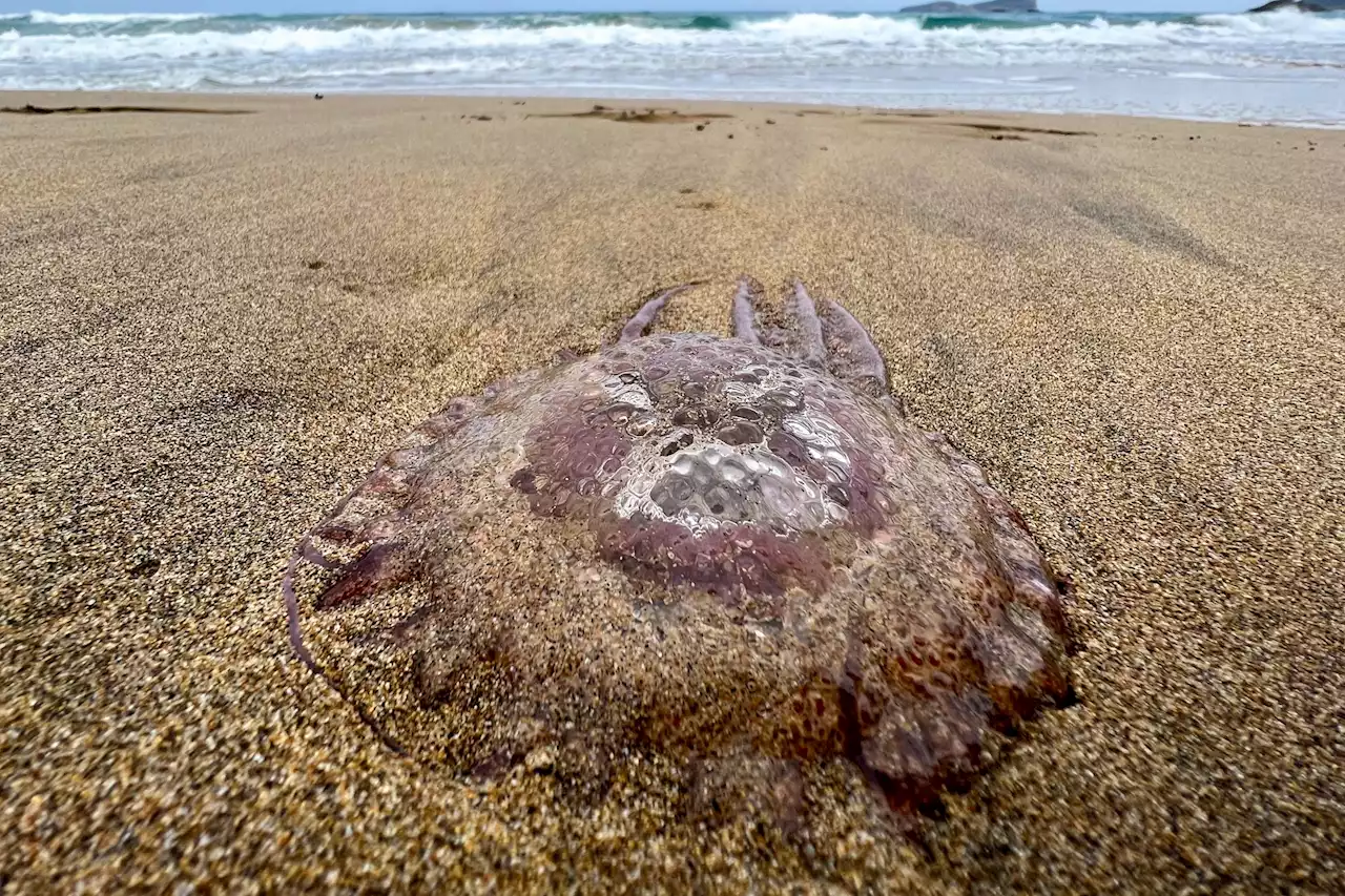 Urgent holiday warning as rare venomous jellyfish wash up in tourist hotspot