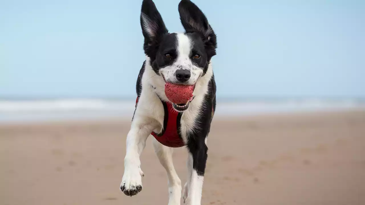 Urgent vet warning over taking your dog to the beach - it could be fatal