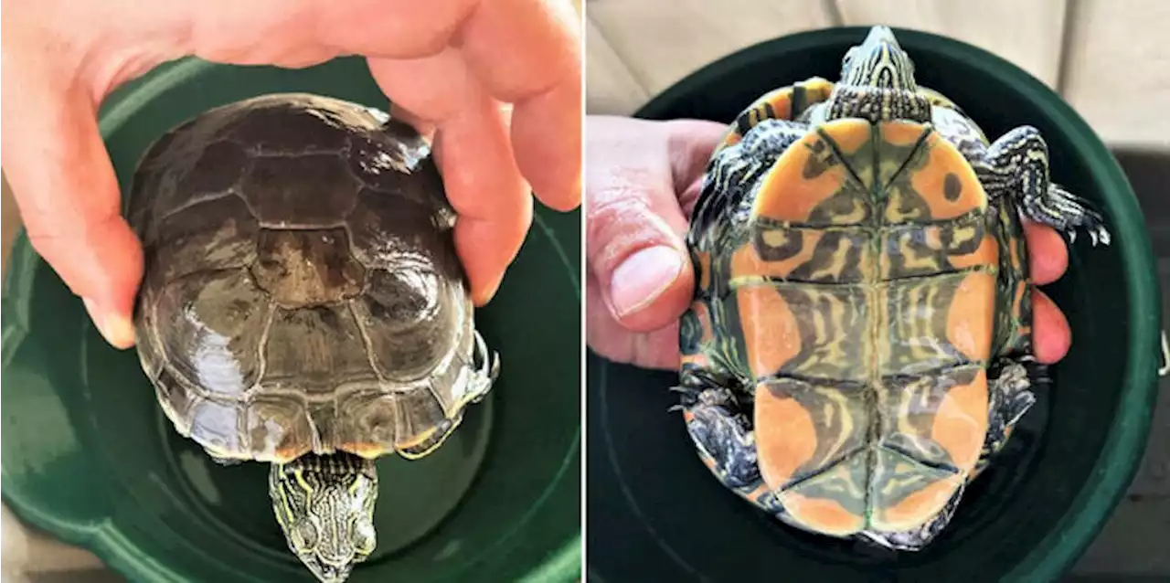 B.C. woman fined after caught trying to sell at-risk turtle