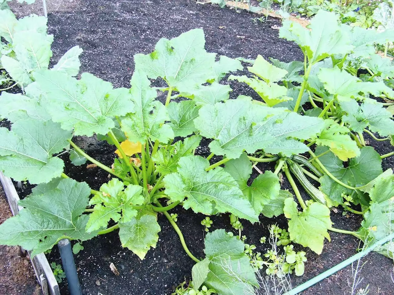 Helen Chesnut's Garden Notes: Summer seeding produces zucchini to harvest in fall