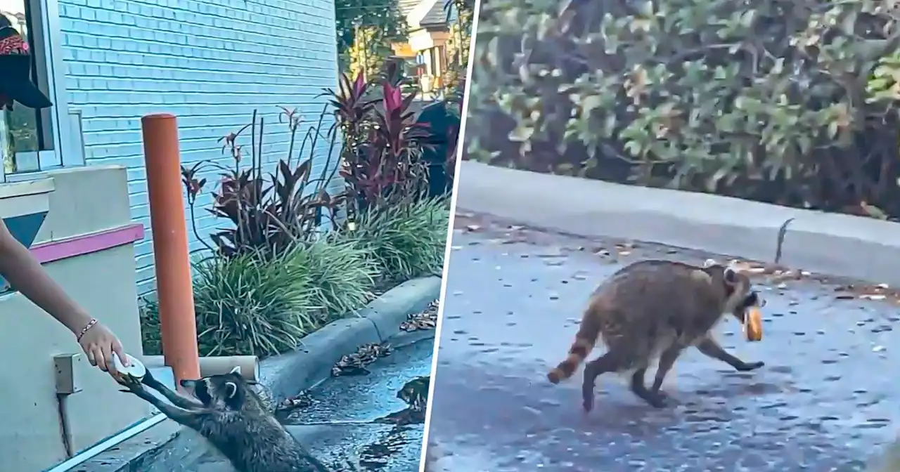 Raccoon politely orders a doughnut from a Dunkin’ drive-thru ‘like a regular’