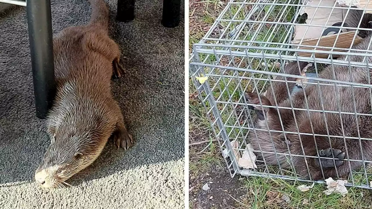 Pludselig var der en odder på en halv meter i forteltet