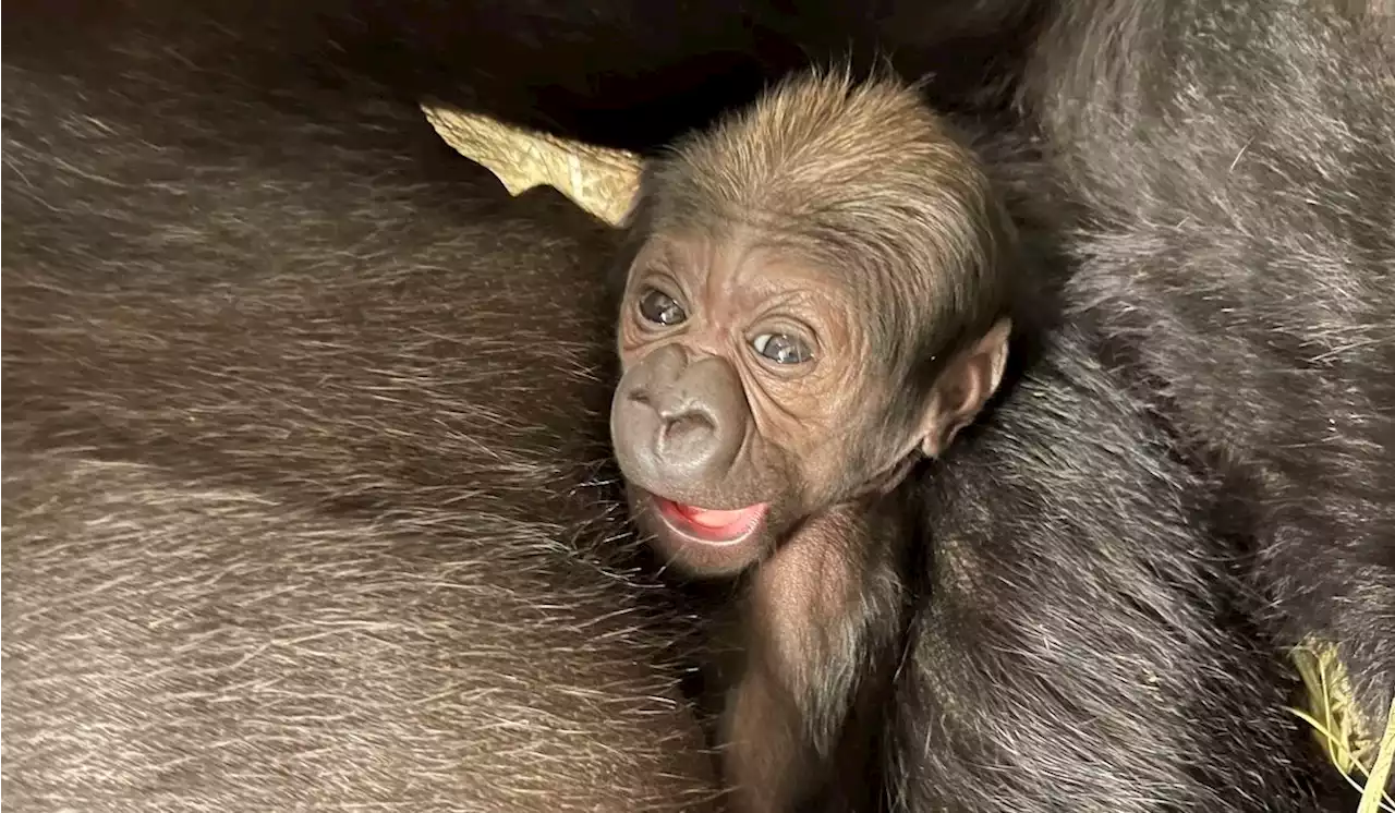 Baby gorilla born at D.C.’s National Zoo for first time in 5 years