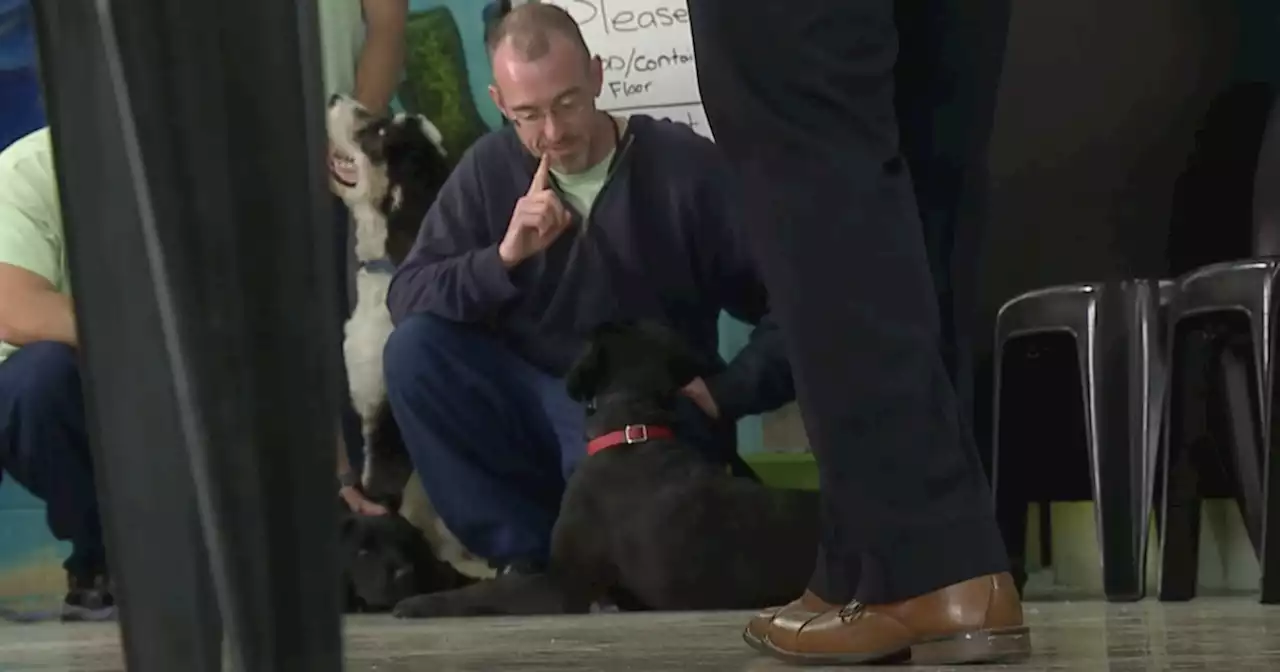 Grafton Correctional Institution embraces growing dog population as inmates train service dogs