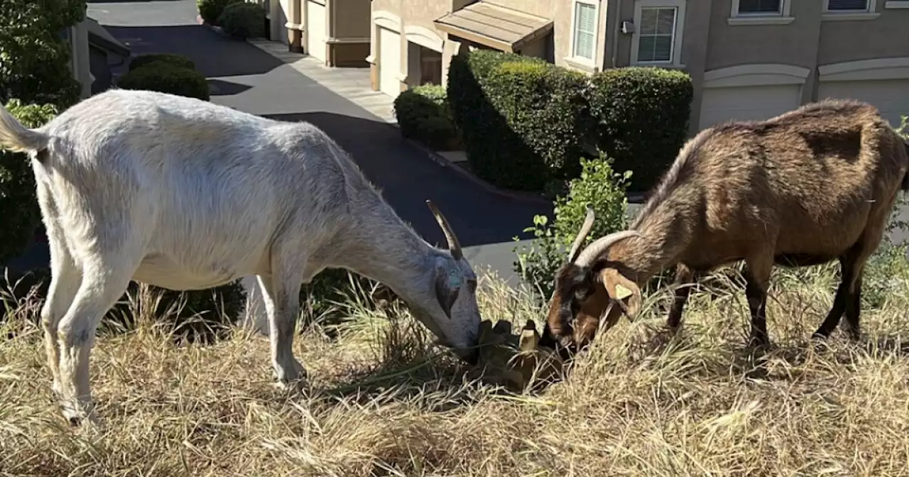 Goats can help prevent wildfires, but a law could end some businesses