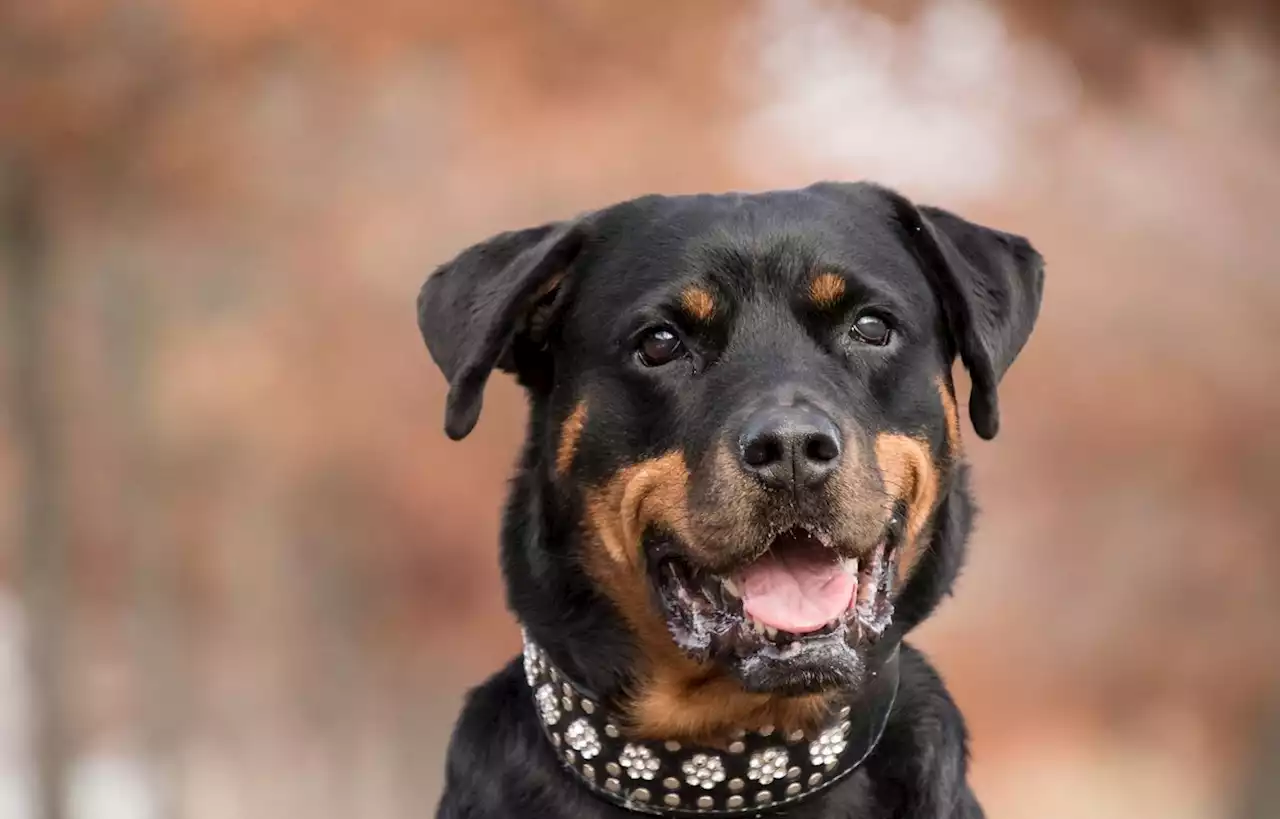 Deux chiens attaquent et blessent grièvement deux femmes dans les Yvelines